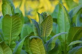 credite agro