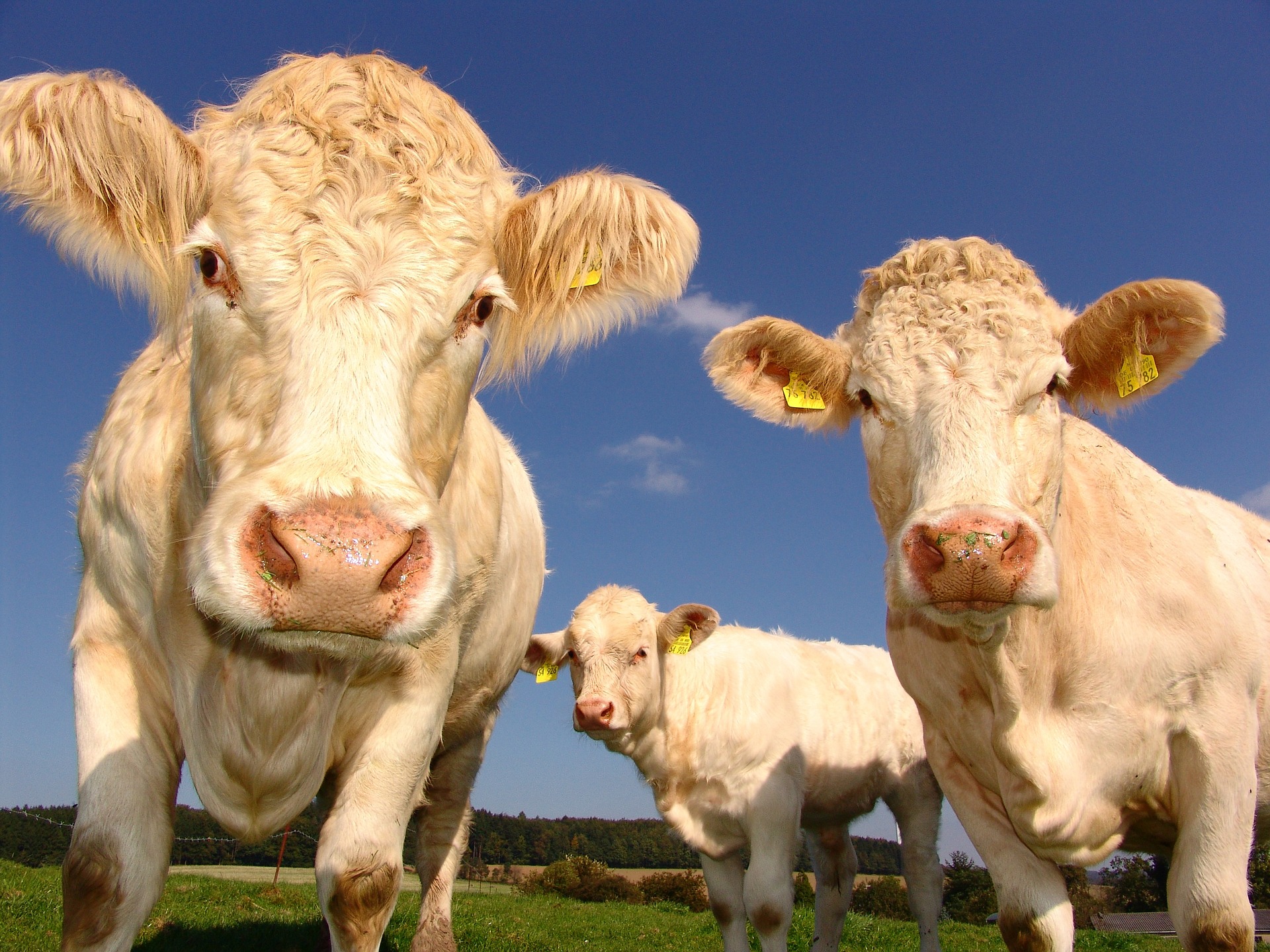 cresterea bovine