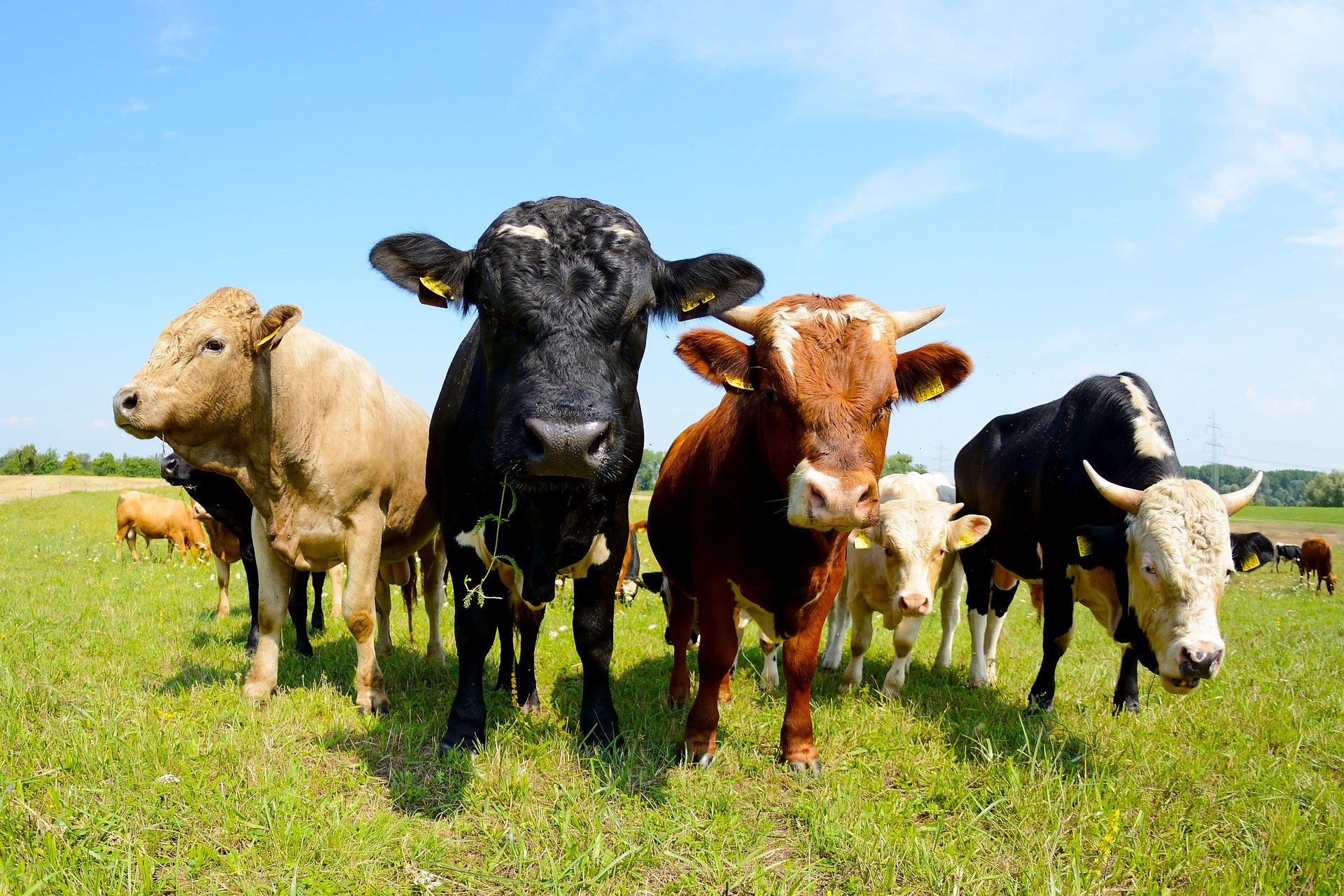 bovine