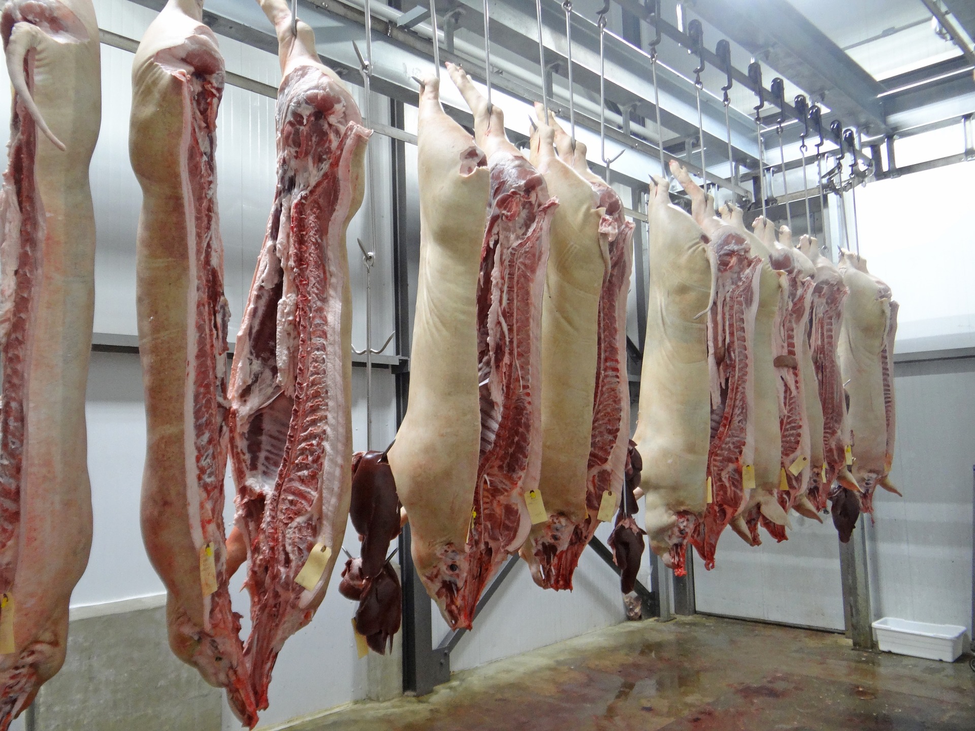 sacrificari animale