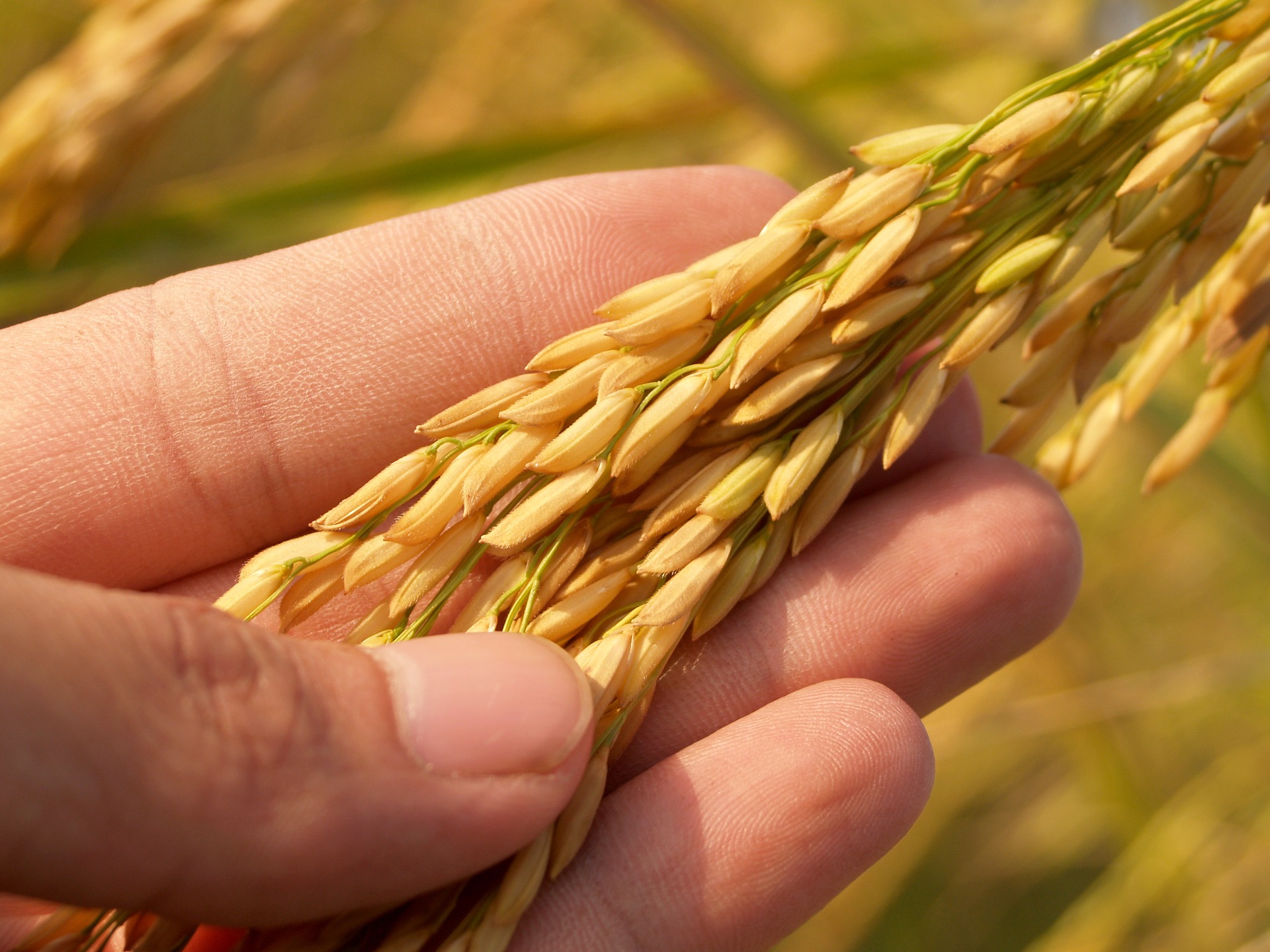 start-up agricultura