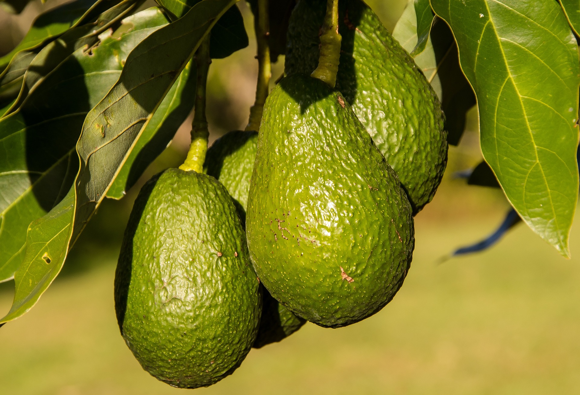vanzarile de avocado