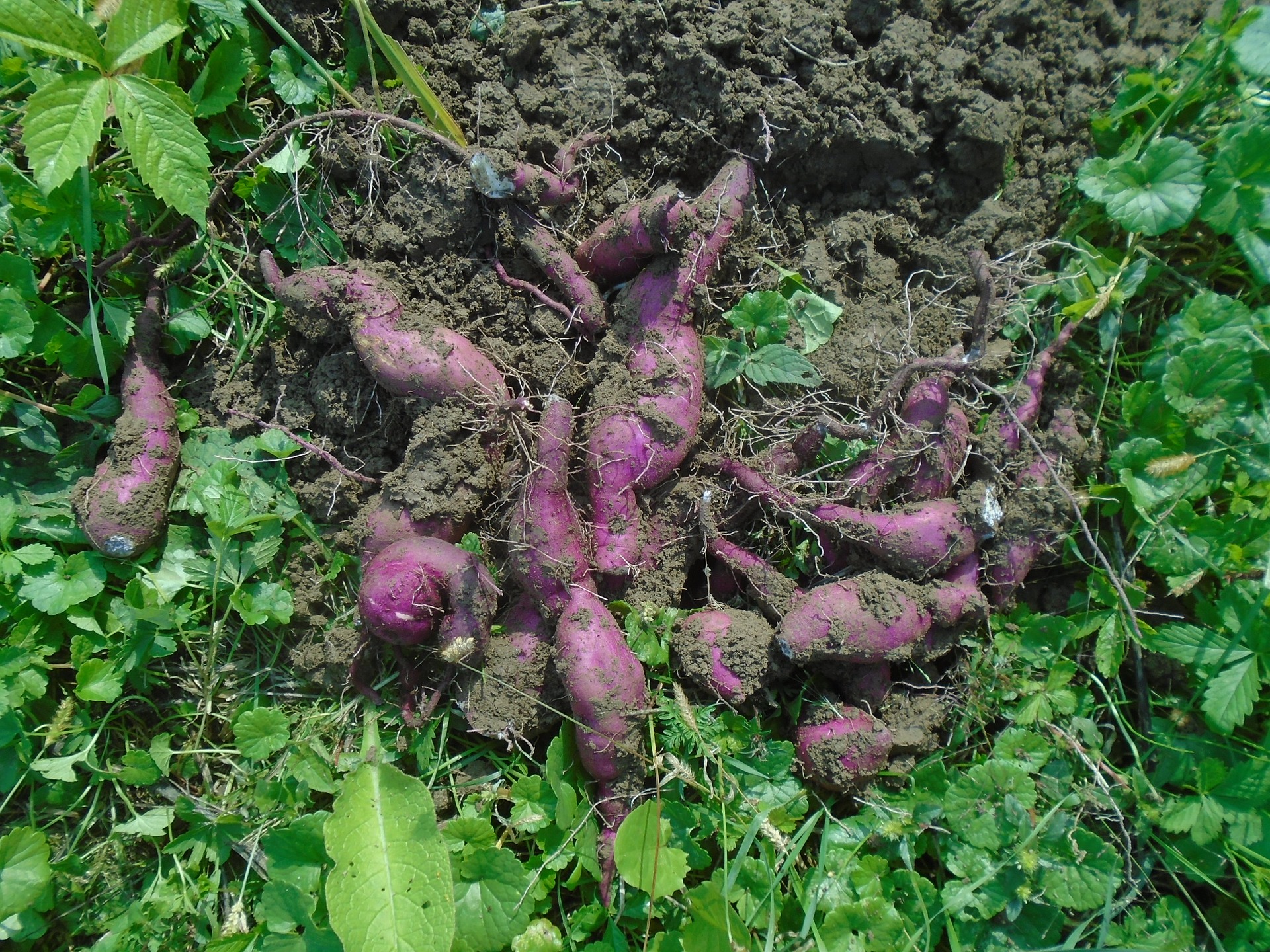 batata